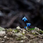 Economic Growth Forecasts